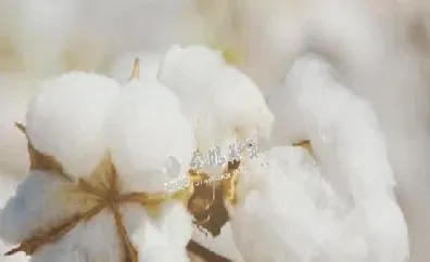 棉花期货哪个月合约最活跃(棉花期货的季节性规律) (https://www.haizilaw.com/) 农产品期货 第1张