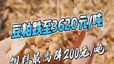豆粕期货面临压力(豆粕期货面临压力的原因) (https://www.haizilaw.com/) 纳指期货 第1张