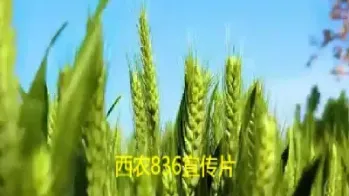 小麦期货直播厅(小麦期货交易时间) (https://www.haizilaw.com/) 化工期货 第1张