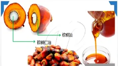 期货中棕榈油跟哪些一些因数相关(棕榈油期货技术分析) (https://www.haizilaw.com/) 德指期货 第1张
