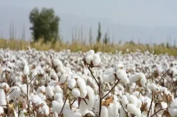 棉花期货是带籽棉花嘛(棉花期货好做吗) (https://www.haizilaw.com/) 化工期货 第1张