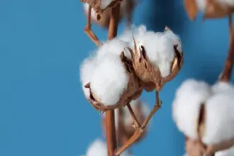 商品期货棉花主要用途(商品期货棉花主要用途有哪些) (https://www.haizilaw.com/) 道指期货 第1张