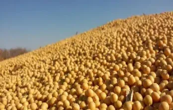 玉米大豆期货股票大涨原因是什么(玉米期货大涨利好什么板块) (https://www.haizilaw.com/) 恒指期货 第1张